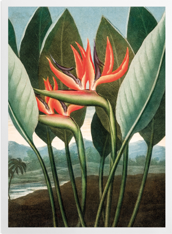 'Bird of Paradise [Strelitzia reginae]' Art Prints
