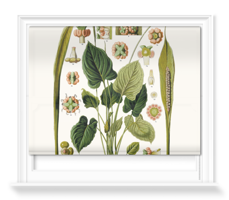 'Spathicarpa Hastifolia Study' Roller blinds
