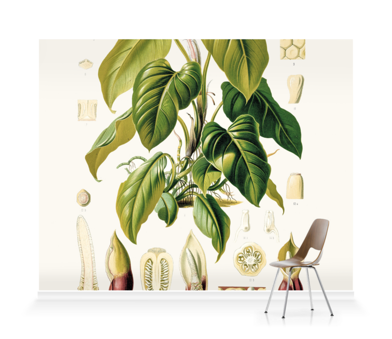 'Philodendron Fragrantissimum' Wallpaper murals