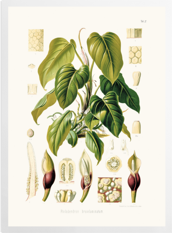 'Philodendron Fragrantissimum' Art prints