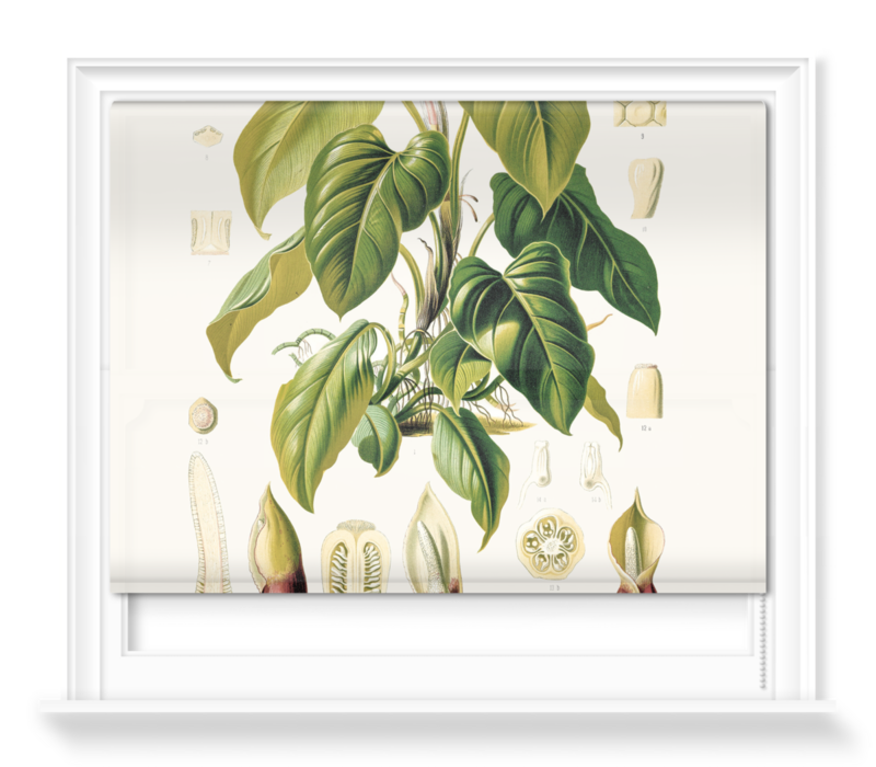 'Philodendron Fragrantissimum' Roller blinds