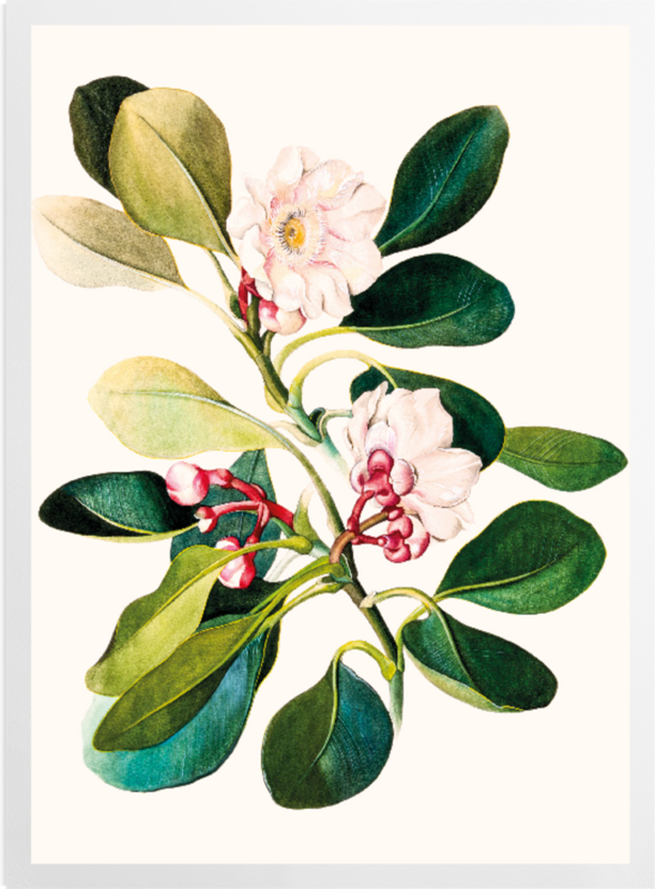 'Clusia Grandiflora' Art prints