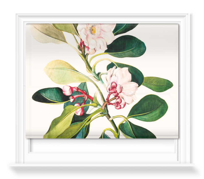 'Clusia Grandiflora' Roller blinds