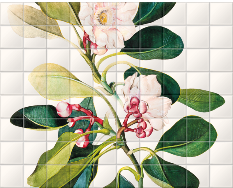 'Clusia Grandiflora' Ceramic tile murals