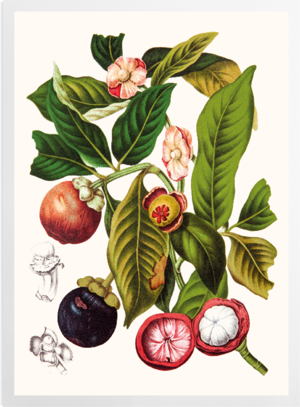 'Garcinia × Mangostana' Art prints