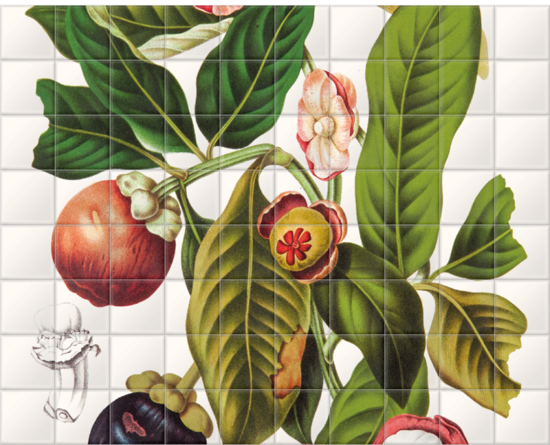 'Garcinia × Mangostana' Ceramic tile murals