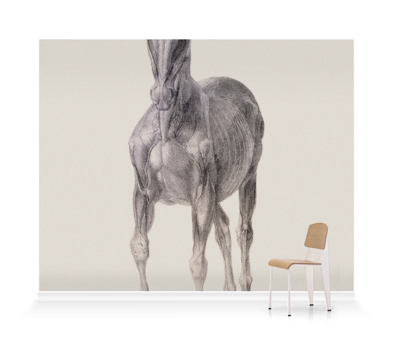 'Seventh Anatomical Table of Horse Muscles' Wallpaper Mural