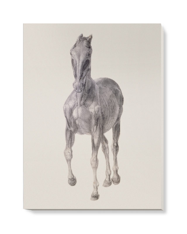 'Seventh Anatomical Table of Horse Muscles' Canvas Wall Art