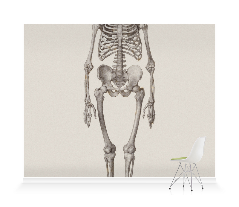 Human Skeleton: Frontal View' Wallpaper Mural | SurfaceView