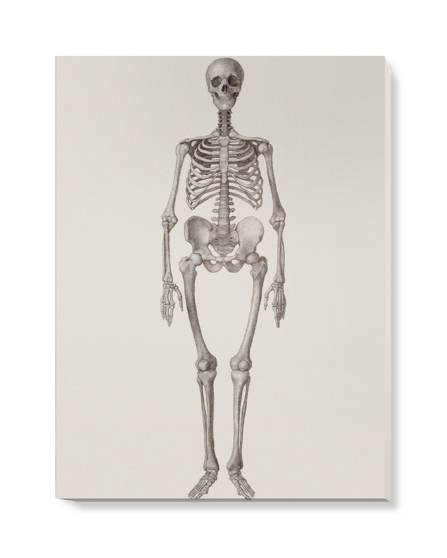'Human Skeleton: Frontal View' Canvas Wall Art