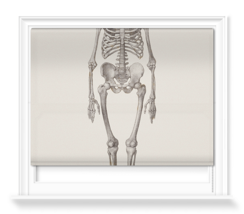 'Human Skeleton: Frontal View' Roller Blind