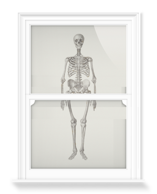 'Human Skeleton: Frontal View' Decorative Window Films