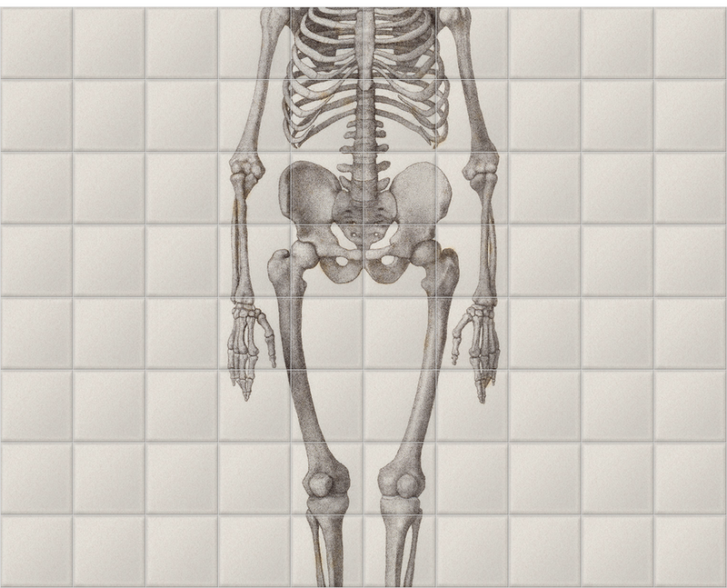 'Human Skeleton: Frontal View' Ceramic Tile Mural