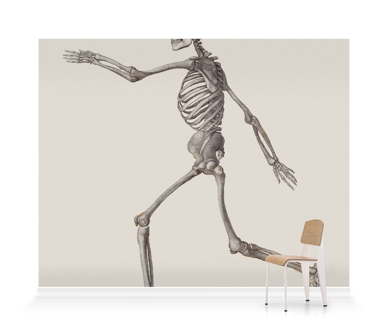 Human Skeleton: Lateral View' Wallpaper Mural | SurfaceView Human Skeleton: Lateral View' Wallpaper Mural | SurfaceView