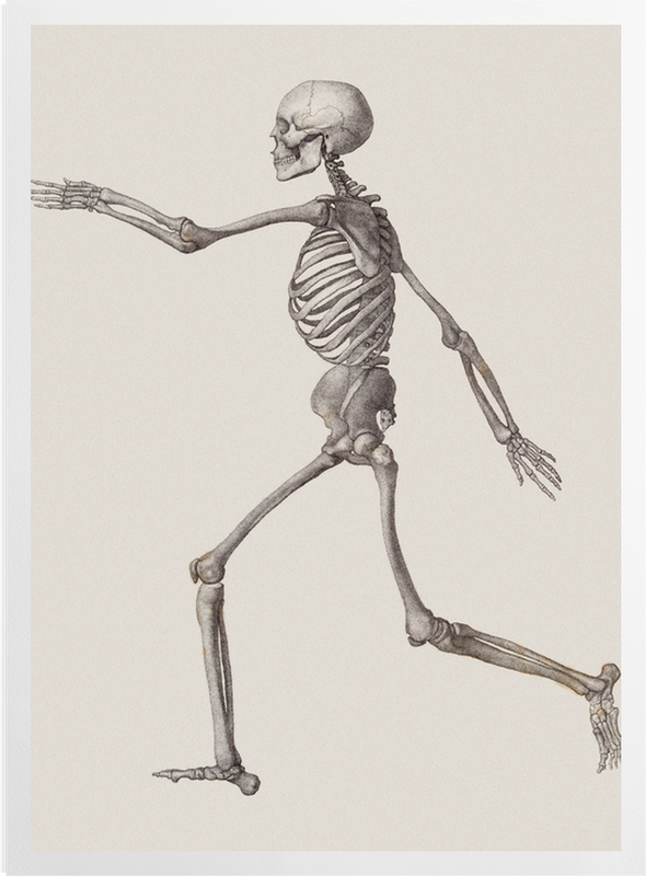 'Human Skeleton: Lateral View' Art Prints