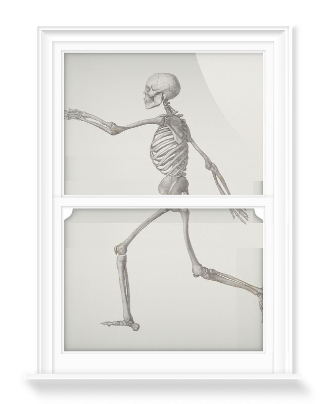 'Human Skeleton: Lateral View' Decorative Window Films