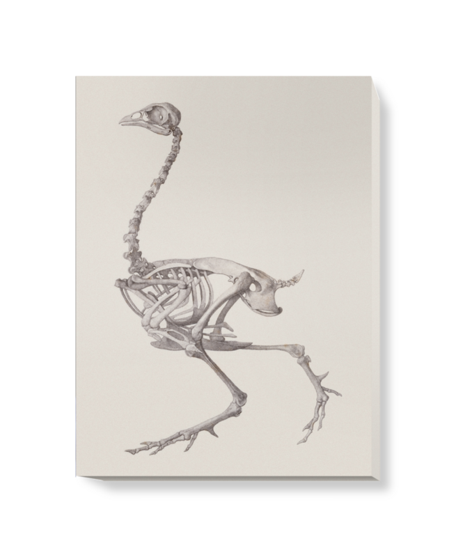'Fowl Skeleton: Lateral View' Canvas Wall Art