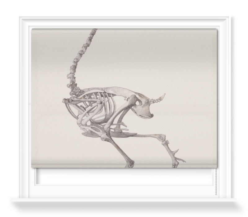 'Fowl Skeleton: Lateral View' Roller Blind