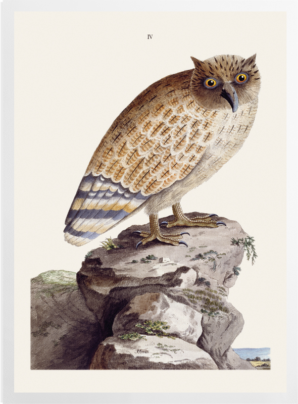 'The Great Ceylonese Eared Owl' Art Prints