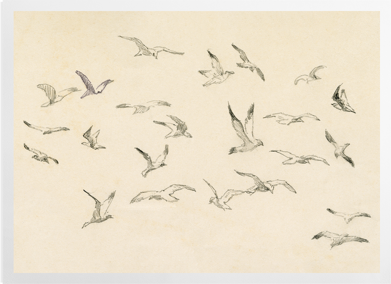 'Studies of Birds' Art Prints