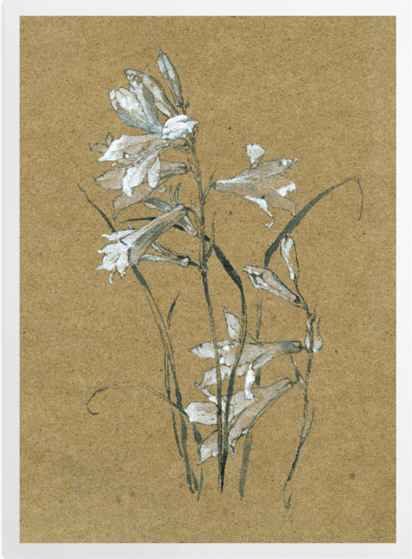 'St Bruno's Lily' Art Prints
