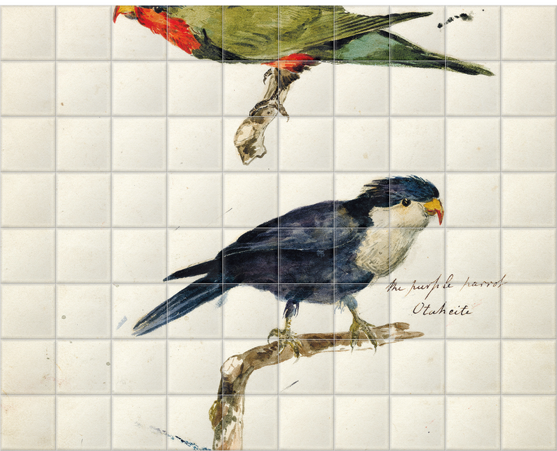 'Two studies of Parrots' Ceramic Tile Mural