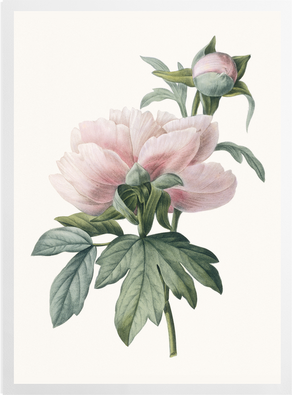 'Paeonia lactiflora' Art Prints