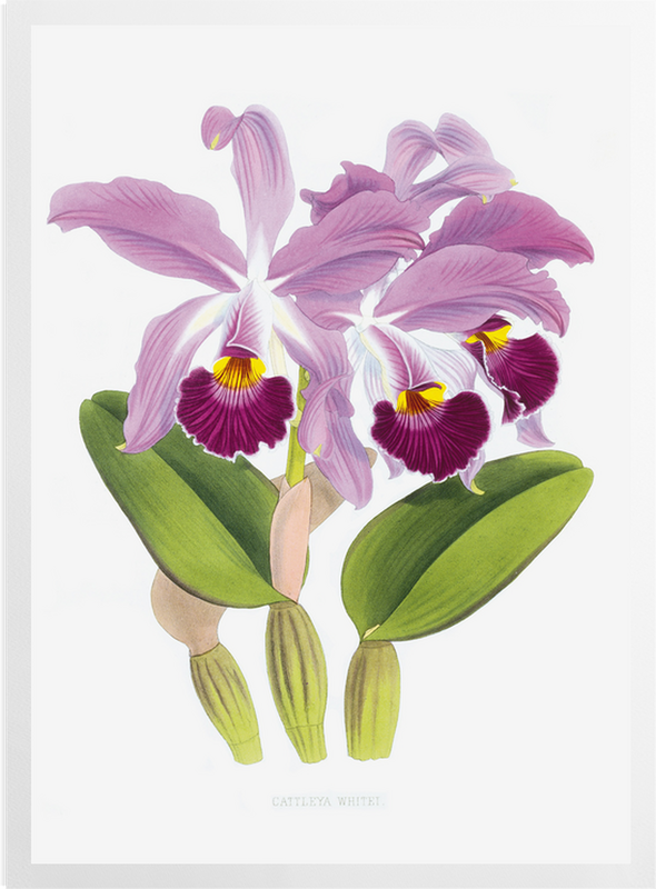 'Cattleya whitei' Art Prints