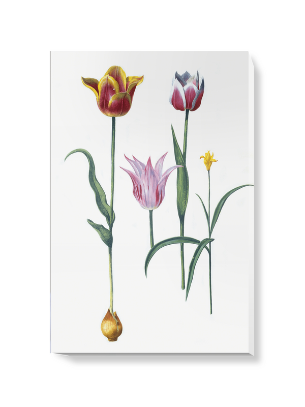 'Tulipa I' Canvas Wall Art