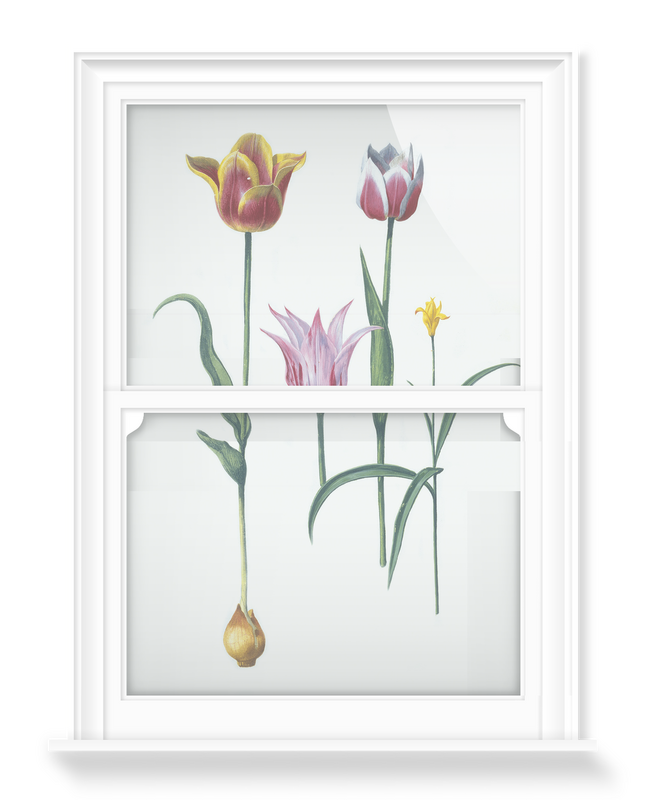 'Tulipa I' Decorative Window Film
