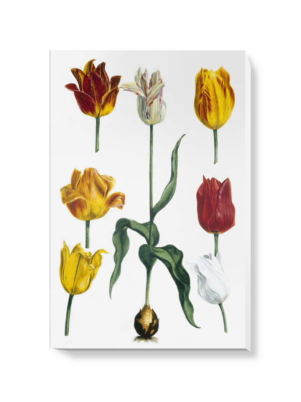 'Tulipa II' Canvas Wall Art