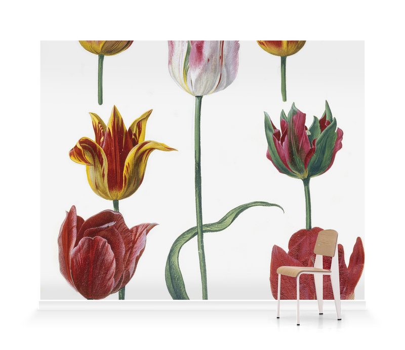 'Tulipa cultivars' Wallpaper Mural