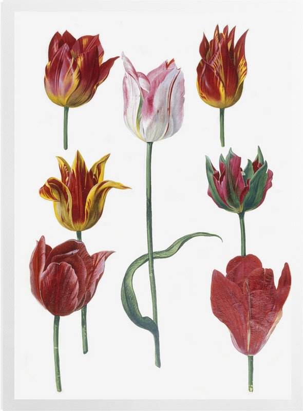 'Tulipa cultivars' Art Prints