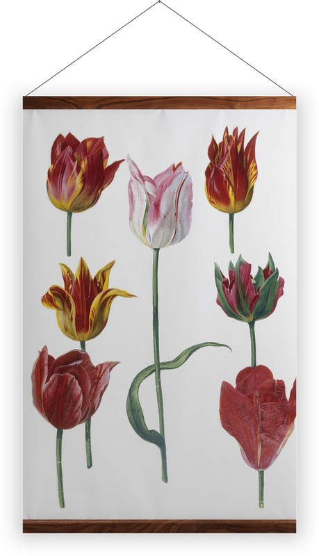 'Tulipa cultivars' Wall Hanging