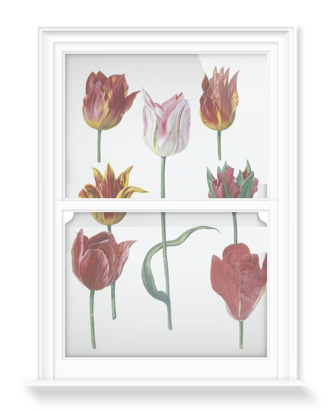 'Tulipa cultivars' Decorative Window Film