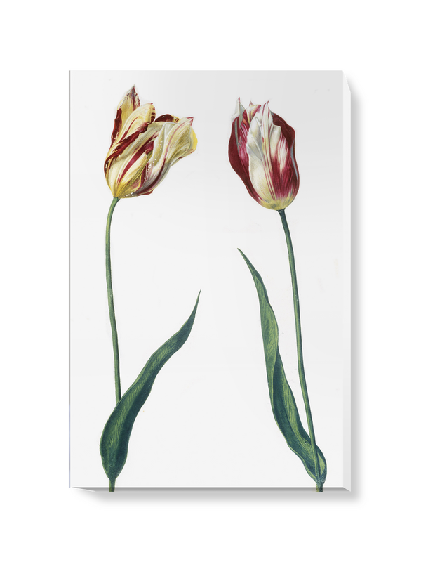 'Tulipa 'Admiral Bataen'' Canvas Wall Art