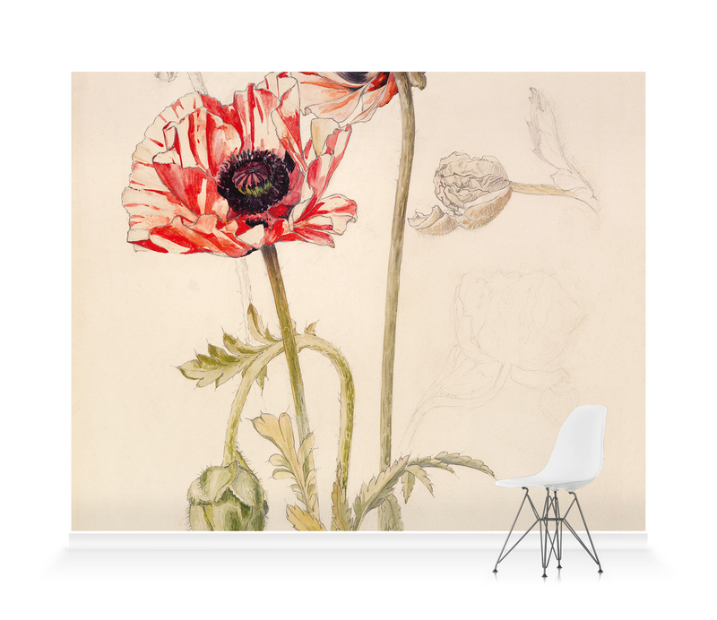 Oriental Poppy' Wallpaper Mural | SurfaceView Oriental Poppy' Wallpaper Mural | SurfaceView