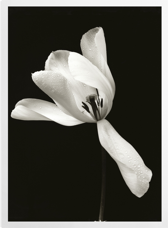 'White Tulip' Art Prints