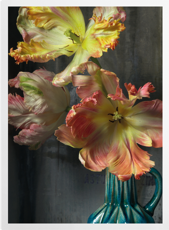'Bursting Flower Still' Art Prints