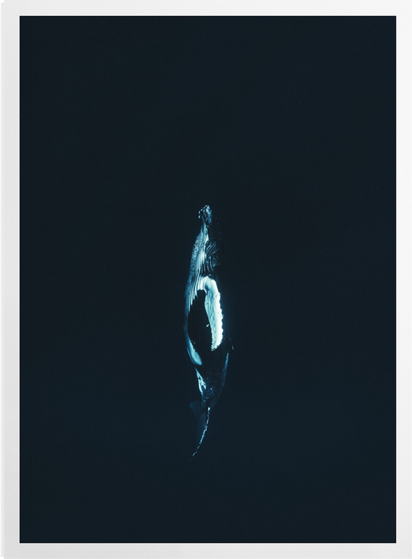 'Whale at Midnight' Art prints