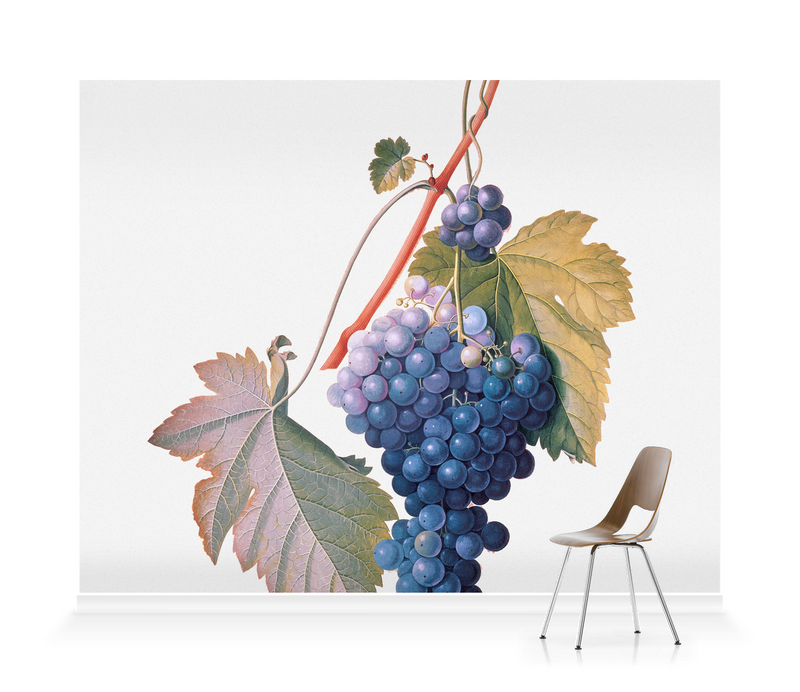 'Grapes ' Wallpaper Mural