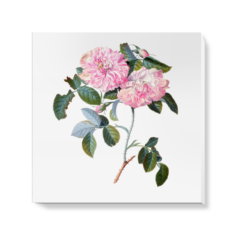 'Striped Monthly Rose' Canvas Wall Art
