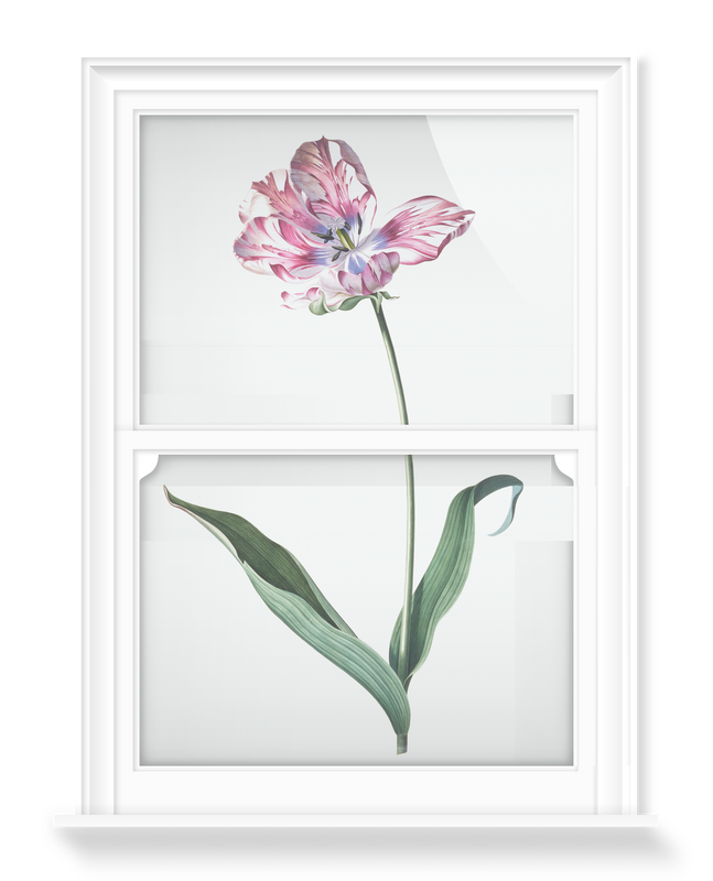 'Study of Tulip' Decorative Window Film