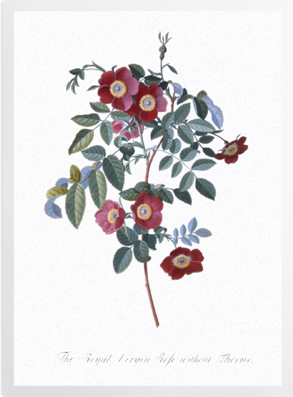 'Royal Virgin Rose' Art Prints