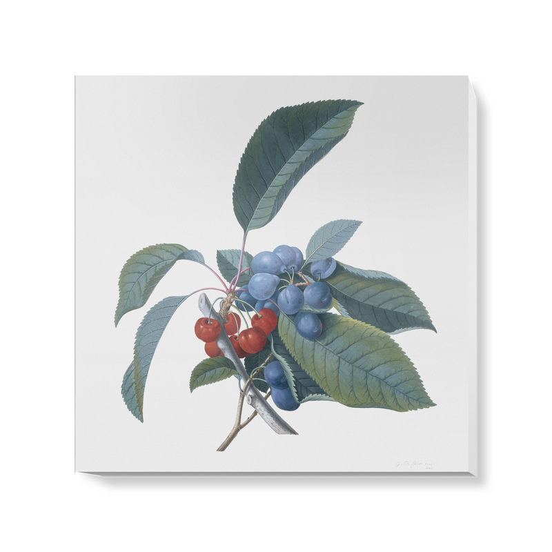 'Red Cherries and Damsons' Canvas Wall Art