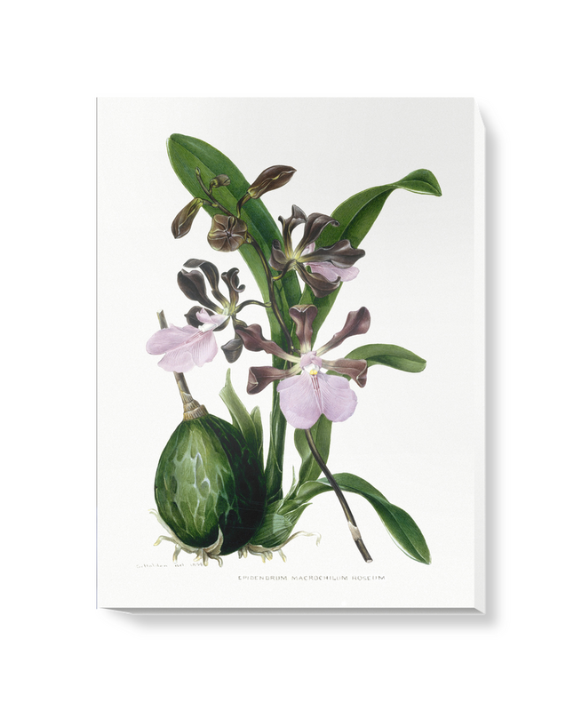 'Orchid ñ Epidendrum Macrochilum Roseum' Canvas Wall Art