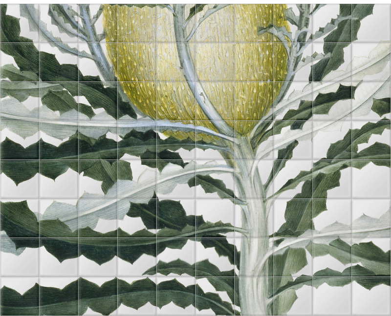 'Banksia Speciosa' Ceramic Tile Mural
