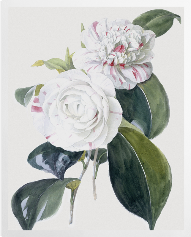 'Camellia' Art Prints
