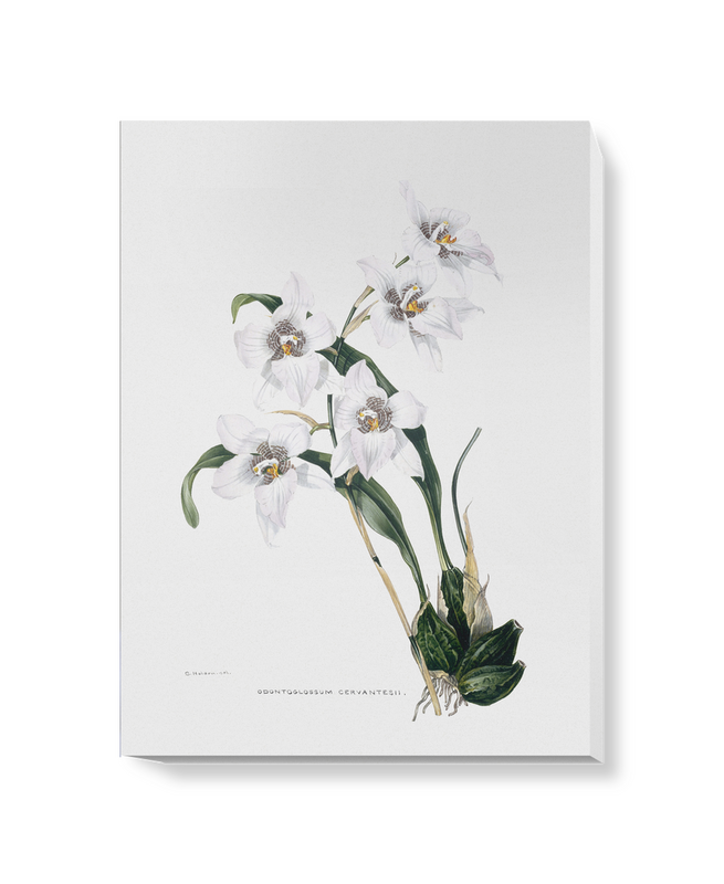 'Orchid ñ Odontoglossum Cervantesii' Canvas Wall Art