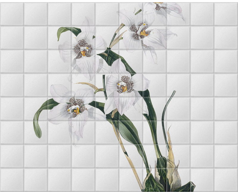 'Orchid ñ Odontoglossum Cervantesii' Ceramic Tile Mural